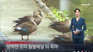 여기저기서 벌어지는 오리 살해