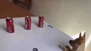 아 뭐야 장난하지마 얘가 뭔 개야 ㅋㅋ