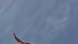 왕사슴 꽉 쥔 매형