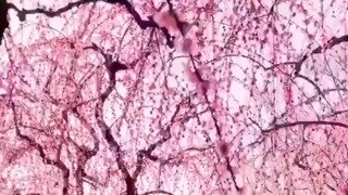일본 교토의 매화나무.mp4...