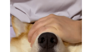 강아지 한테 채소 먹이는 법