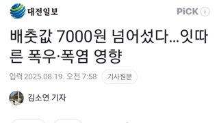 배춧값 7000원 넘어섰다…잇따른 폭우·폭염 영향