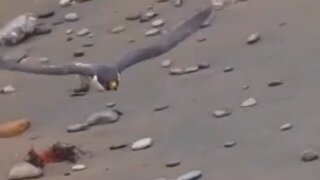 무서운 매형.mp4...