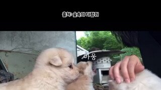 심장에 해로움 주의) 귀여운 아기강아지들