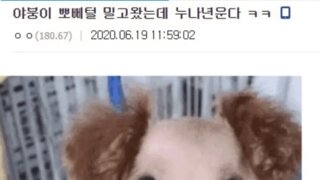 강아지 미용시켰는데 누나 운다
