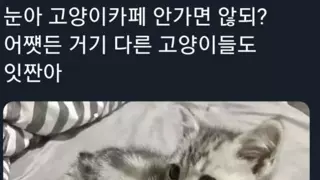 연하남 재질 아기고양이