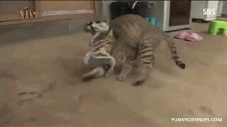 낙지 vs 고양이