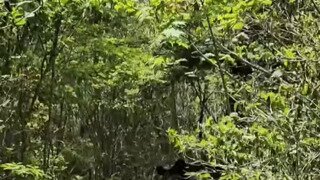 지리산 반달곰 근황