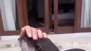 ㅇㅇㅎ) 수달