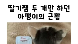 썸네일 이미지