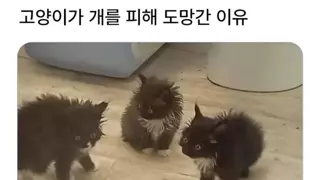 고양이가 개를 피해 도망간 이유