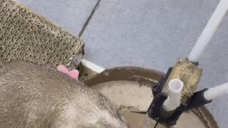 인스타 2700만뷰 사과 영상