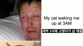 고양이에게 복수한 집사
