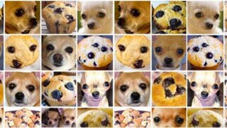 다음중 강아지를 고르시오.