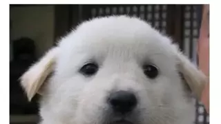 진돗개 품종별 생김새