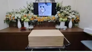 강아지 장례식 조의금 논란