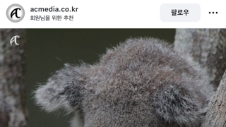 수컷코알라가 암컷에게 차이면