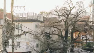 외국인이 찍은 창덕궁길 사계절 모습.JPG