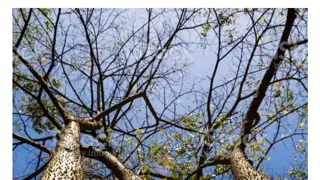 지 혼자 사는 나무