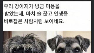 오랜만에 댕댕이 미용실을 다녀왔더니
