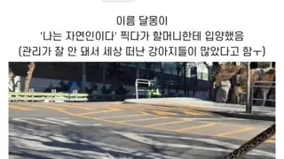 윤택이 자연인 찍다가 입양한 강아지 근황