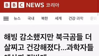 해빙 감소후 북극곰들 근황