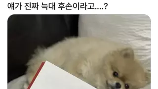포메라니안에게서 늑대의흔적이 보이시나요?
