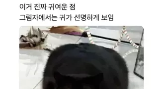 까만 고양이의 매력.jpg