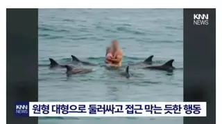 상어에게서 사람 지켜주려고 돌고래들이 한 행동