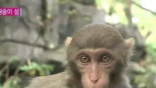 원숭이랑 3초 이상 아이콘택트 금지