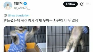 아기고양이 사진 찍기 힘든 거 아시나요...?