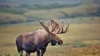 후방) 큰사슴 누나들