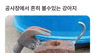 철든 강아지.png