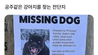 우리 공주 같은 강아지 좀 찾아주세요ㅠㅠ