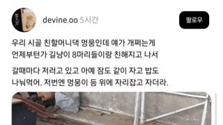길냥이들이랑 짱친 맺은 멍뭉이