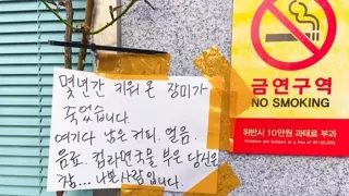 몇년간 키워온 장미가 죽었습니다