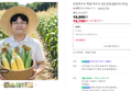 [오늘끝딜] 초당옥수수 특품 옥수수 당도보장 [원산지:국산]