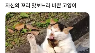 자신의 꼬리 맛보느라 바쁜 고양이
