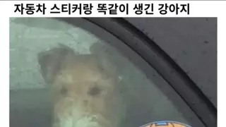자동차스티커랑 똑같이 생긴 강아지