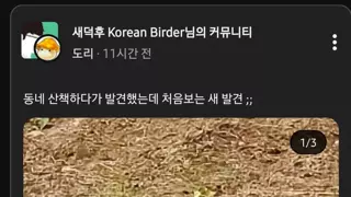 인터넷에 신기한 새라고 사진 올라오면 상당수를 차지하는 새