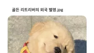 외국에서 골든 리트리버를 부르는 별명
