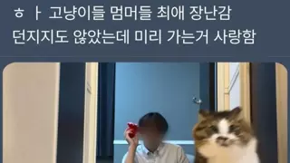 고양이 강아지들 최애장난감 던지지도 않았는데