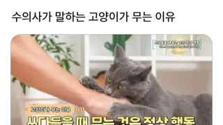 수의사가 말하는 고양이가 무는이유