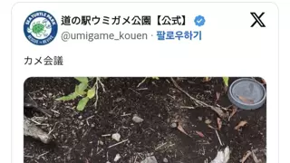 거북이 회의.jpg