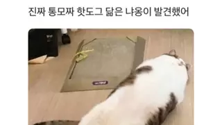 무슨 고양이가 통모짜핫도그처럼 생겼네