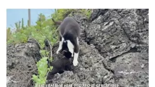 잘 못 배운 고양이