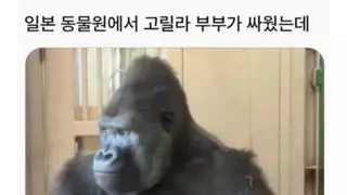 부부싸움 한 고릴라