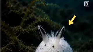 달팽이