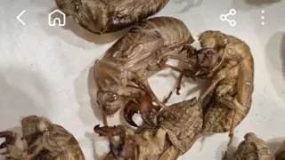 매미 허물 팝니다