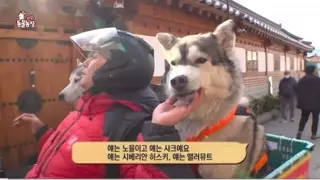 허스키 학대 논란